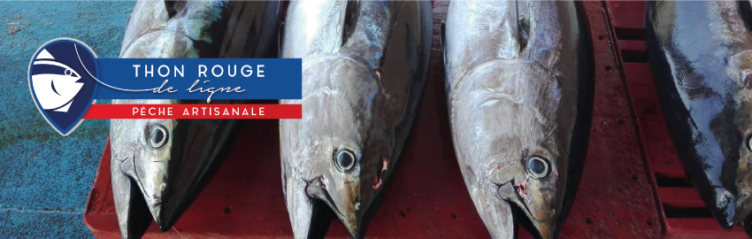 Premier thon rouge de ligne écocertifié pêche durable